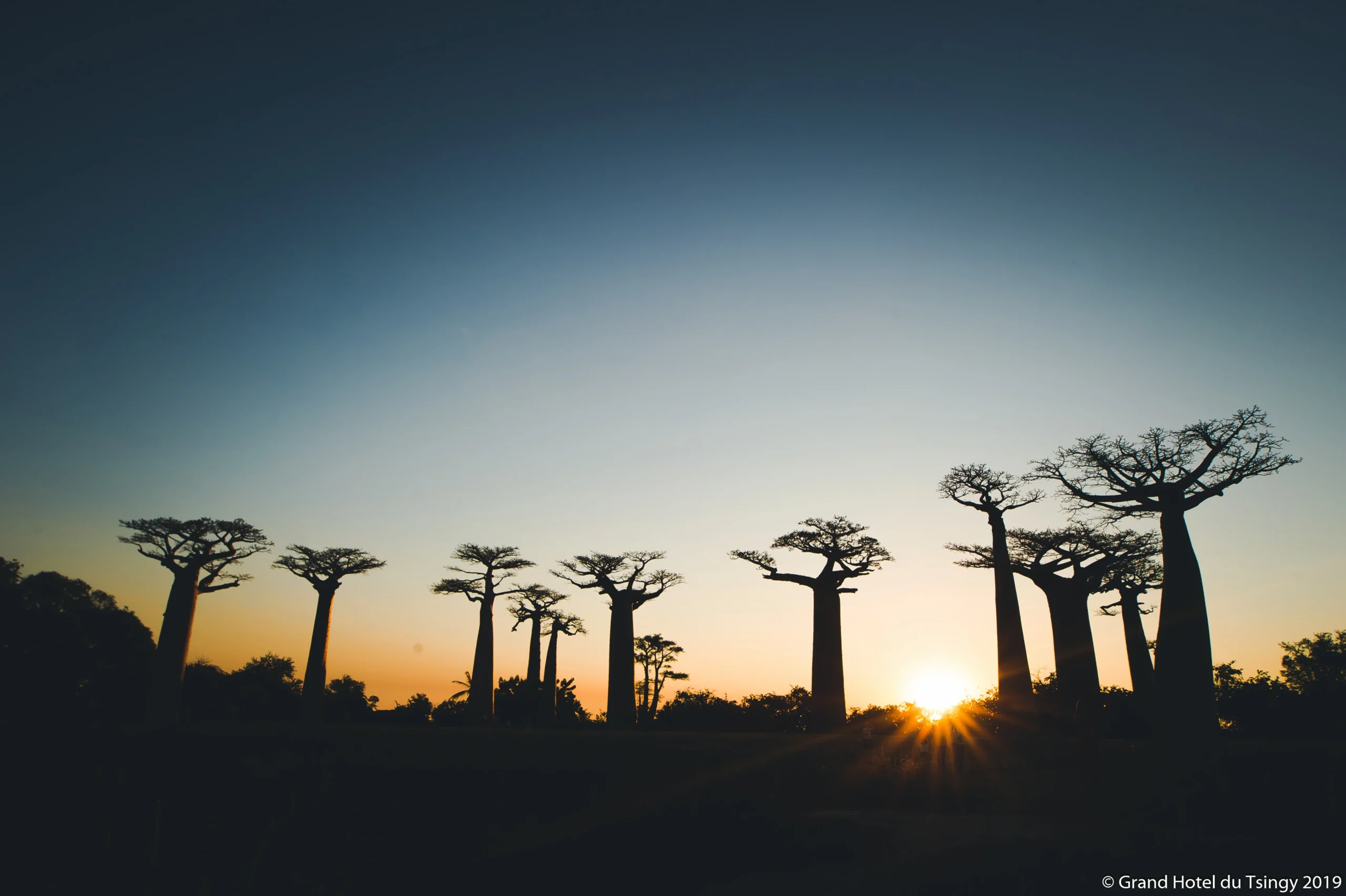 Baobab